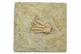 Fossil Crinoid (Phanocrinus) - Alabama #269881-1